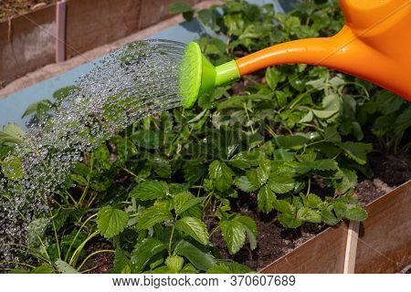 Watering The Beds With Strawberries. Jets Of Water Pour From The Watering Can On The Plants. Drops O