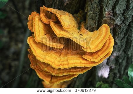 Tinder Fungus Sulfur-yellow Or Laetiporus Sulphureus - Fungus-tinder Fungi Family Polyporaceae Growi