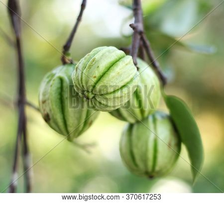 Garcinia Cambogia Also Known As Pot Tamarind