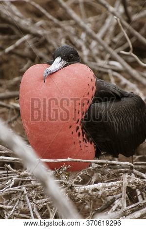 Frigatebird Male In Full Plummage On Galapagos Island.