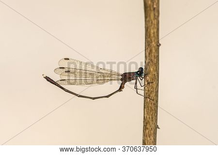 An Eastern Willow Spreadwing (chalcolestes Parvidens) Resting On A Plant, Grado (italy)