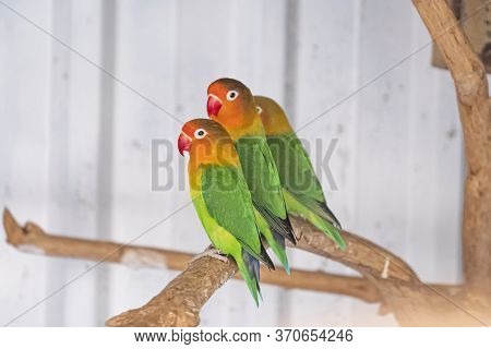 Three Fischers Lovebird, Agapornis Fischeri Sitting On A Branch Of Tree, Selective Focus