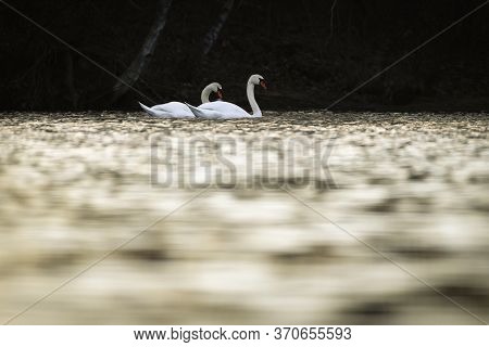 A Mute Swan Couple Wading In The Golden Water Of Mystic River. During Sunset, The River Turns Golden