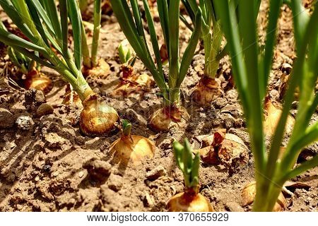 Garden Bed With Onions, Gardening And Farming Concept. Onions Growing In Garden In Rows In Open Grou