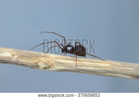 Brown Spitting Spider (scytodes Fusca) On A Branch