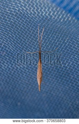 Crane Fly(Tipulidae) set on a net and a photo of top view