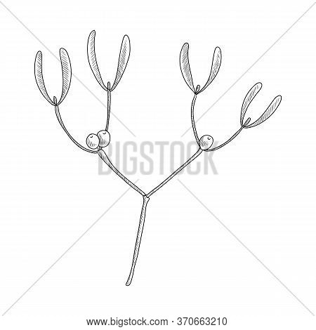 Vector Drawing Mistletoe, Viscum Album, Hand Drawn Illustration Of Medicinal Plant