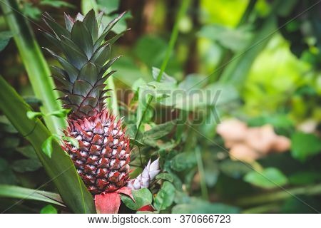Growing Pineapple. Red Pineapple Or Pink Pineapple Is A Species Of The Pineapple. Ananas Bracteatusi