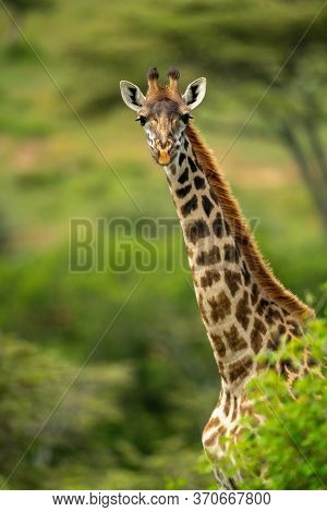 Close-up Of Masai Giraffe Looking Over Bush