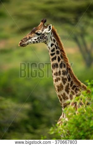 Close-up Of Masai Giraffe Standing Behind Bush