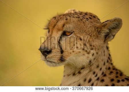 Close-up Of Cheetah Facing Left In Shade