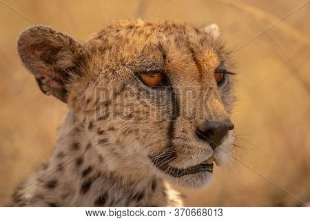 Close-up Of Cheetah Head With Golden Background