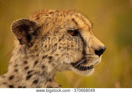 Close-up Of Cheetah Head With Green Bokeh