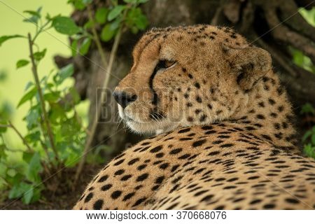 Close-up Of Cheetah Lying By Tree Trunk