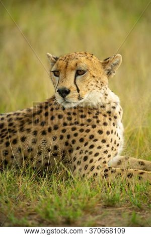 Close-up Of Cheetah Lying In Grass Staring
