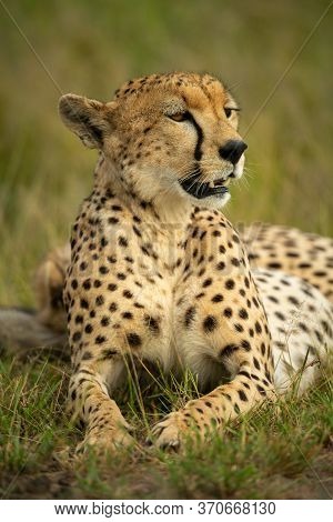 Close-up Of Cheetah Lying On Grass Staring