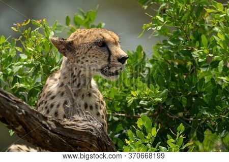 Close-up Of Cheetah Sitting Among Leafy Bushes