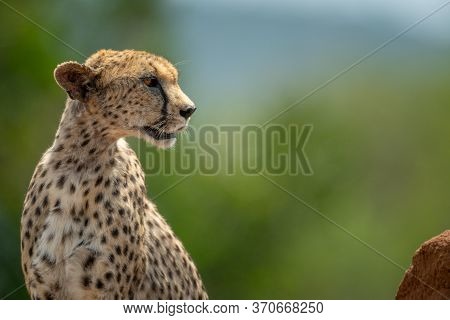 Close-up Of Cheetah Sitting On Termite Mound