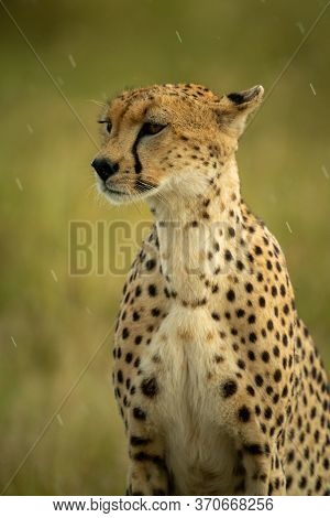 Close-up Of Cheetah Sitting Staring In Rain