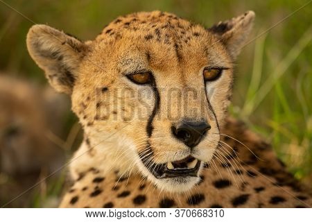 Close-up Of Cheetah Turninng To Look Round