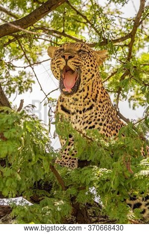 Close-up Of Leopard Stand Yawning In Tree