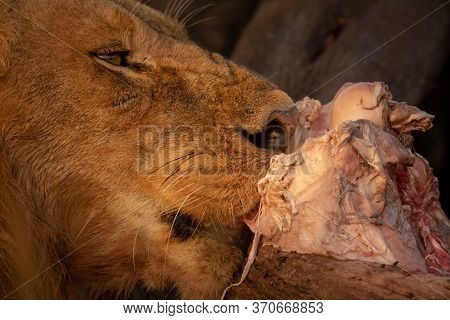 Close-up Of Male Lion Licking Animal Carcase