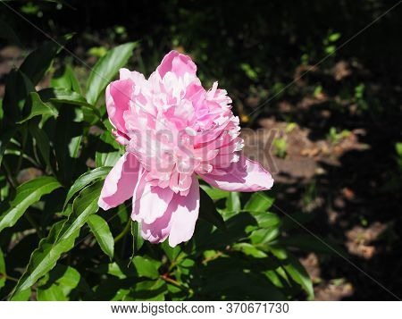 Pink Peonies In The Garden. Pink Peony Macro Photo. Burgundy Peony Flower. Closeup Of Pink Peonies I