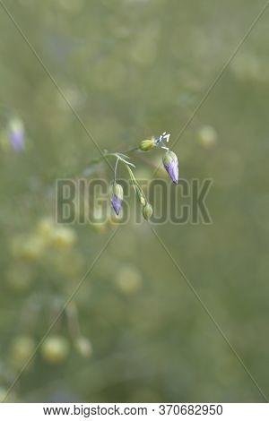 Perennial Flax Flower Buds - Latin Name - Linum Perenne