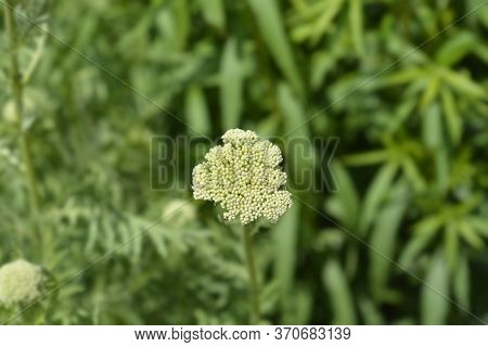 Gold Plate Yarrow Flower Buds - Latin Name - Achillea Filipendulina Gold Plate