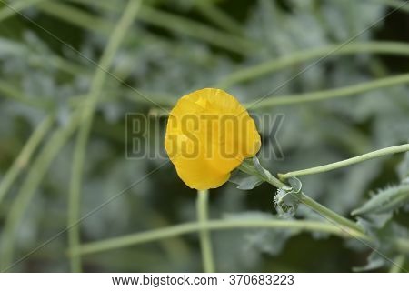 Yellow Horned Poppy Flower - Latin Name - Glaucium Flavum
