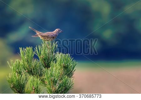Mistle Thrush On A Pine Tree In Spring. Turdus Viscivorus Sitting On The Branch.