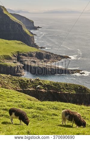 Lambs Grazing On The Faroe Islands Green Cliffs. Scenery