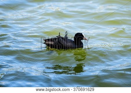 One Small Black Eurasian Coot Bird Also Known As Common Or Australian Coot, Swiming On A Lake In A S