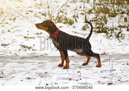 Puppy German Pinscher For First Time Went Outside For Walk And Peeing