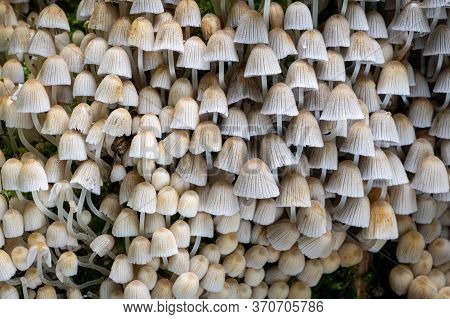 Coprinellus Disseminatus Commonly Known As Fairy Inkcap Or Trooping Crumble Cap - Czech Republic, Eu