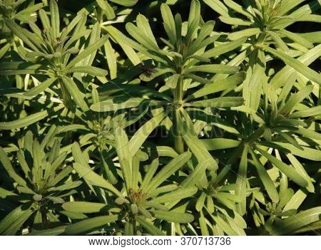 Leaves Of Common Cleavers, Galium Aparine In The Spring. It Is Used For The Treatment Of Ulcers And 