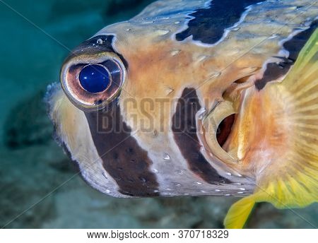 Fish-hedgehog Closeup Looks Directly Into The Camera Lens. Underwater Macro Photography
