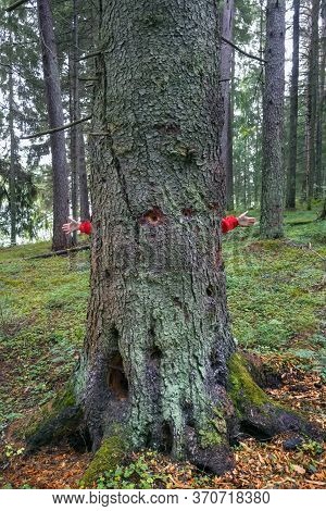 In Pine Forest. In The Foreground-the Trunk Of A Huge Pine Tree, You Can See The Hollows Made By Woo