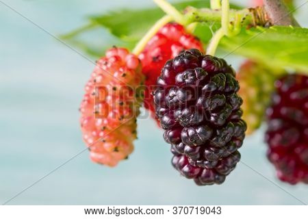 Fresh Mulberry, Black Ripe And Yellow, Red Unripe Mulberries On The Branch On The Blue Wooden Backgr