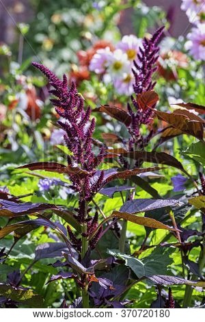 Amaranthus Hypochondriacus Is An Ornamental Plant Known As Prince-of-wales Feather Or Prince's-feath