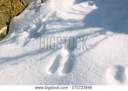Deer Tracks In The Snow In Winter