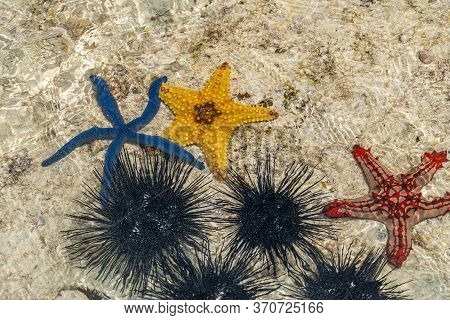 Beautiful Orange, Red And Blue Starfish And Black Urchin At Low Tide