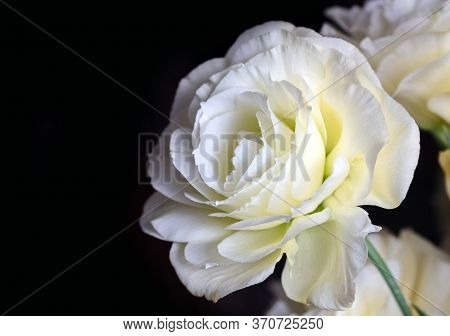 Great White Eustoma Flower Large On Dark Background