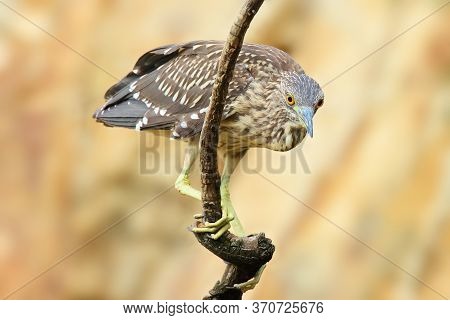 The Black-crowned Night Heron (nycticorax Nycticorax), Commonly Night Heron, Young Birds On The Bran