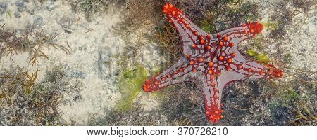 Colorful African Red-knobbed Sea Star At Low Tide