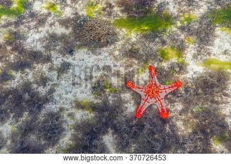 Colorful African Red-knobbed Sea Star At Low Tide