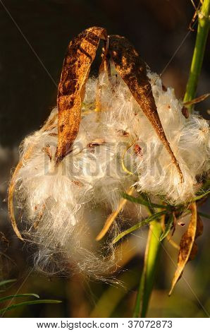 Closeup of a seed pod with morning side light. A small red bug, S. aegyptius, can be seen amongst the fibers.