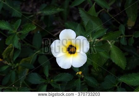 KUMROKHALI, INDIA - FEBRUARY 18, 2020: Turnera diffusa, known as damiana flower blooming in garden, Kumrokhali, West Bengal, India