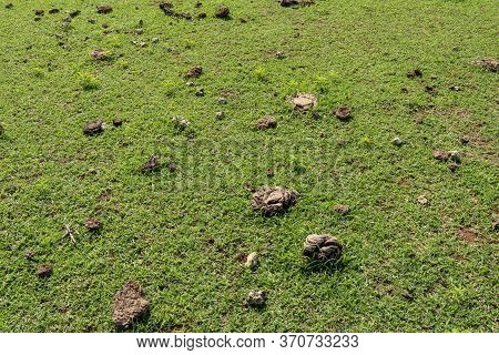 Green Pasture With Many Cow Shit At Nyang Nyang Beach On Bali Island, Indonesia. Green Meadow With M