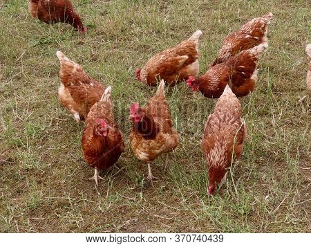 Free Range Brown Laying Hens In Green Grass Walking And Curiously Watching The Camera, Waiting For T